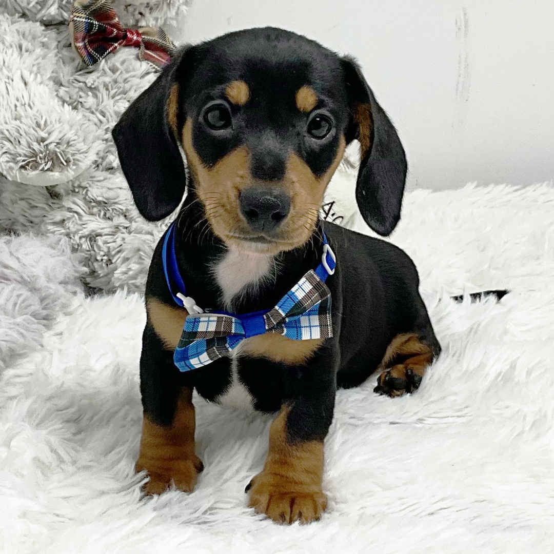 Frankie