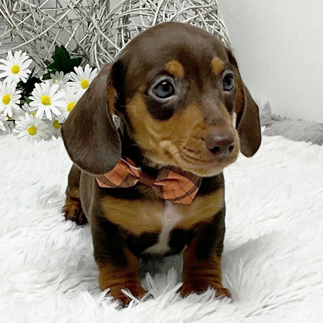 Max