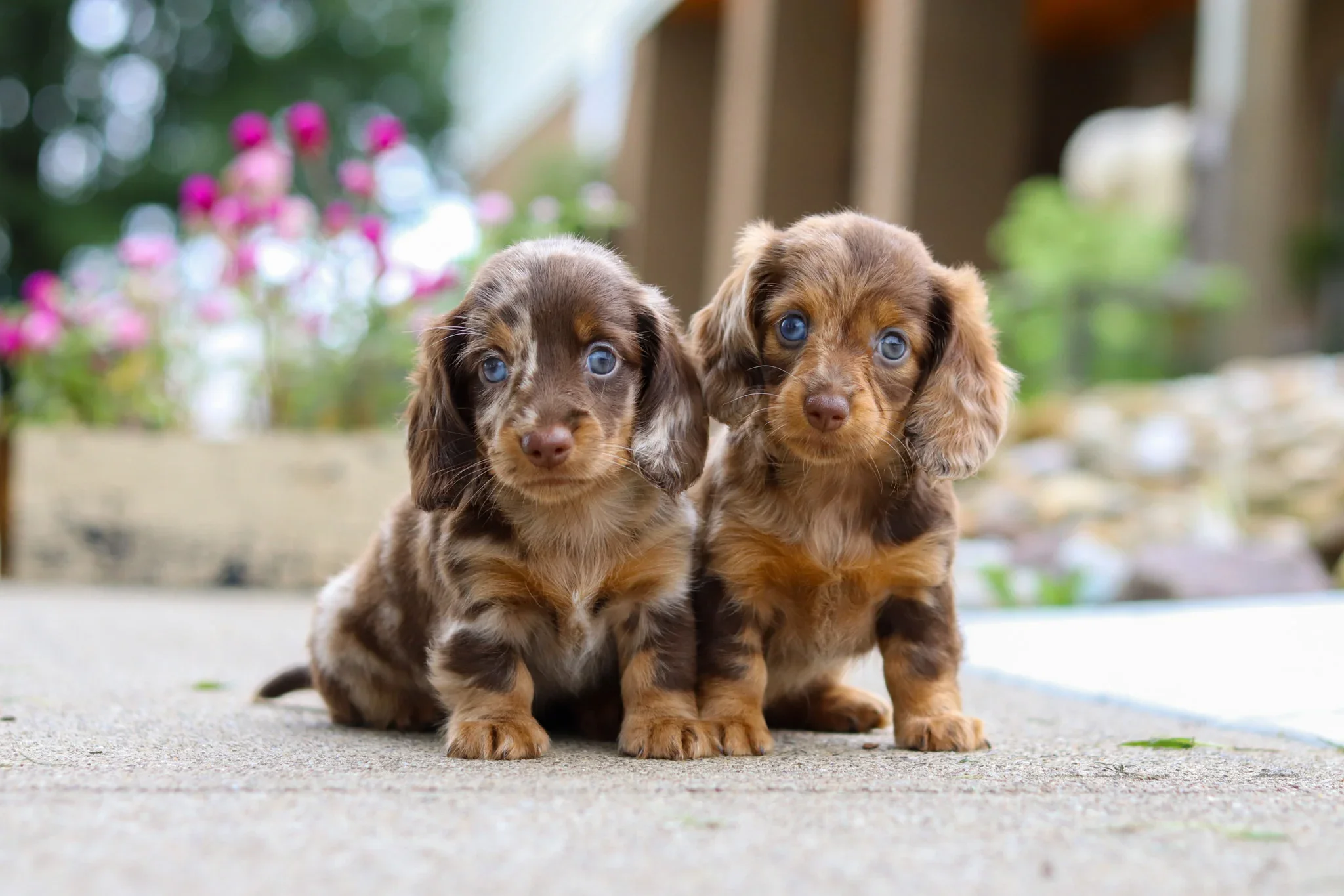 Doxie House Puppies Dachshunds