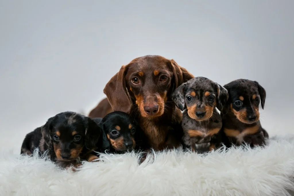 Playful Dachshund Puppy