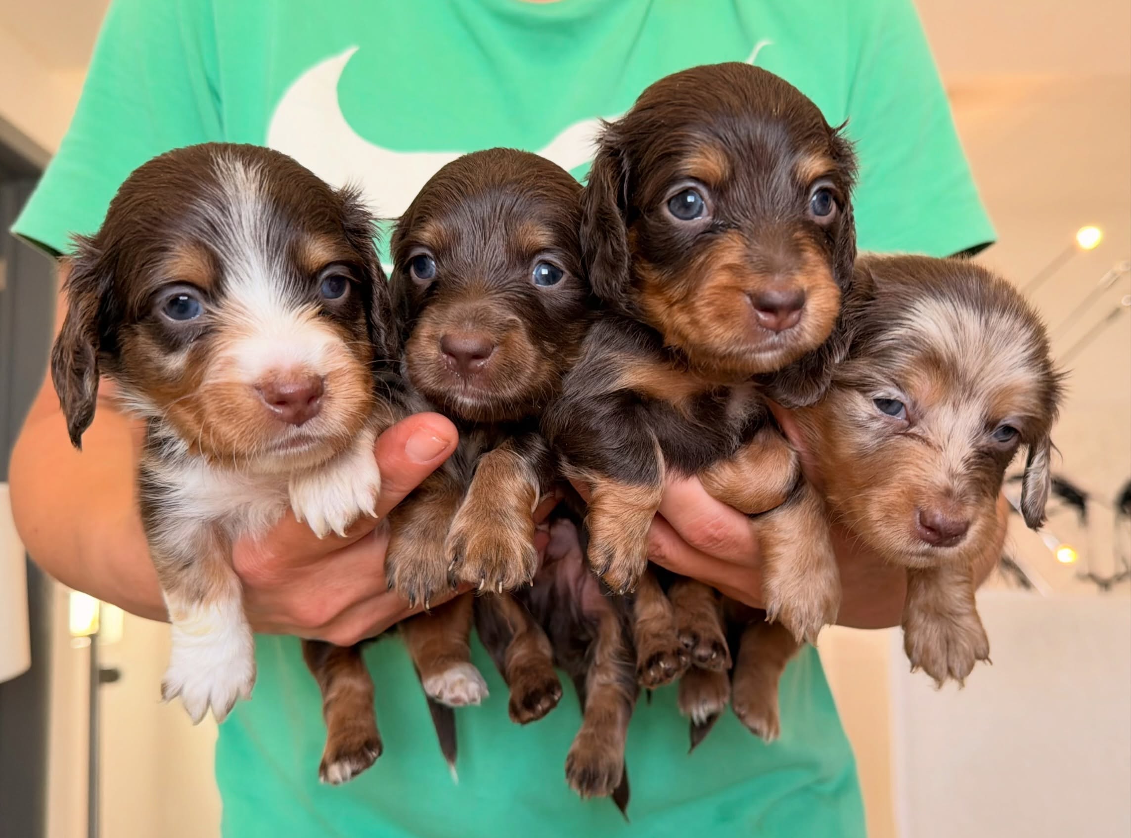 Purebred Dachshunds