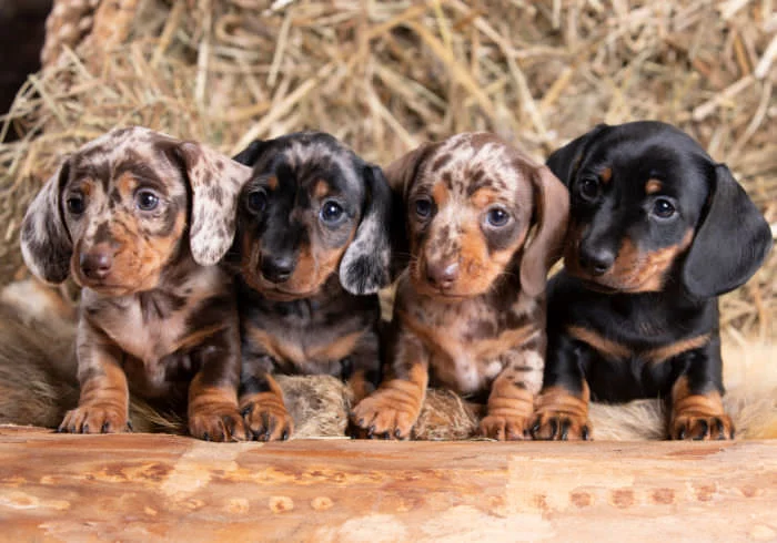 Doxie House Care & Socialization