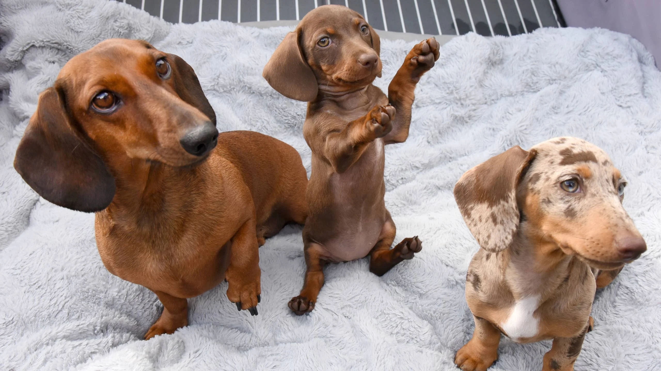 Healthy Dachshund Puppy Care