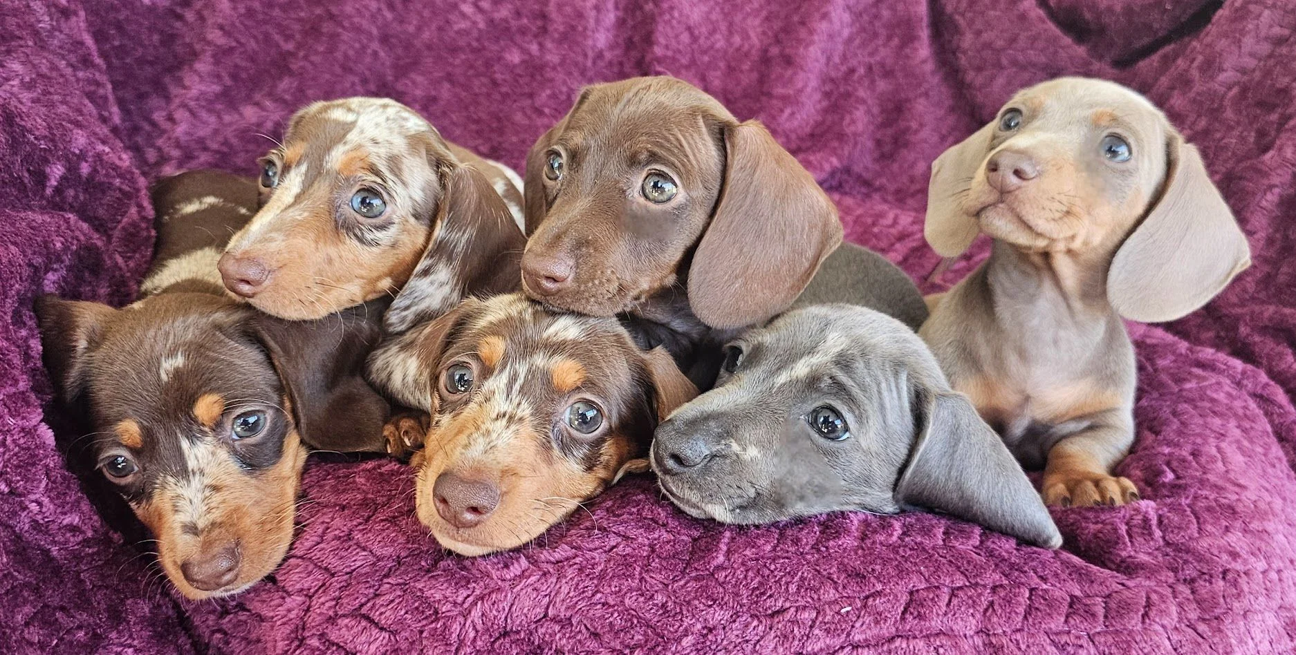 Puppy Adoption Process